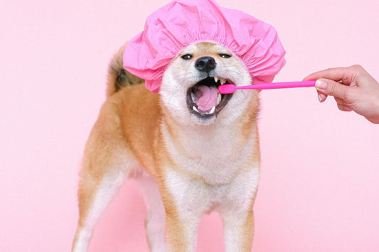 A person using a toothbrush on a dog with a pink shower cap 