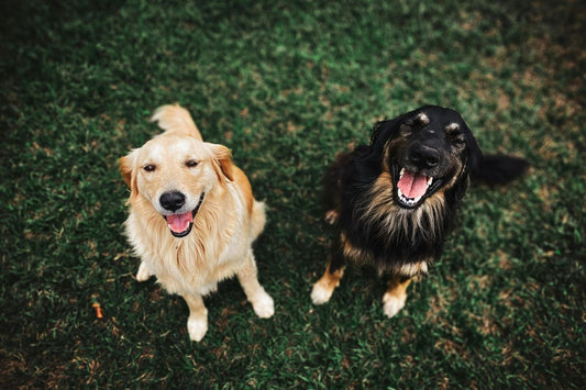 Two long-coated brown and black dogs