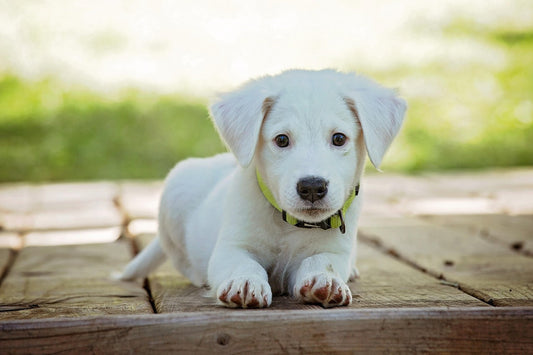 Puppy dog with a light-green leash