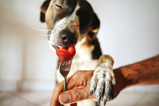 A dog holding a fork with a strawberry in its mouth