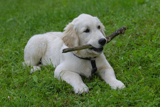 Golden retriever puppy playing with a stick 
