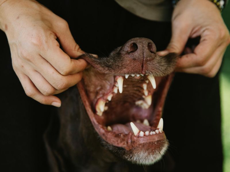 Crop owner showing teeth of purebred dog outdoors