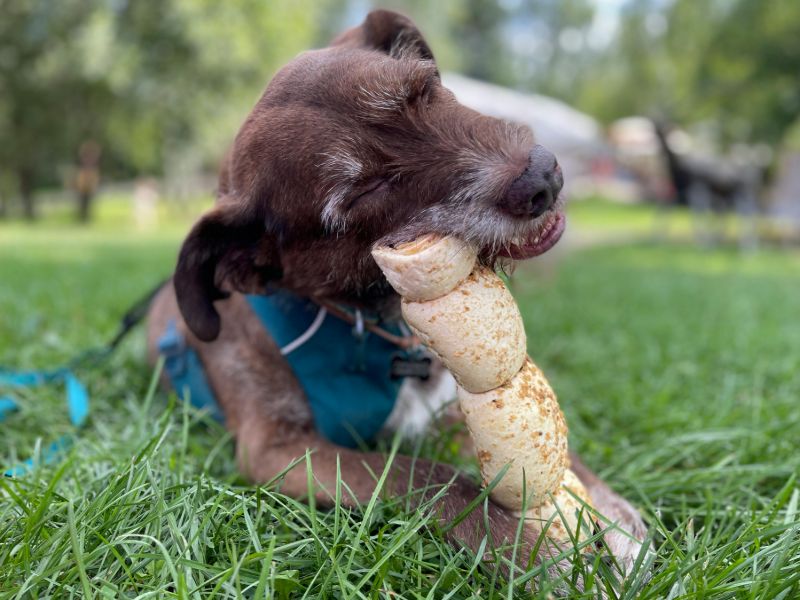 Dog enjoying a bone on a sunny day
