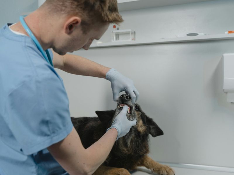 A veterinarian checking a dog