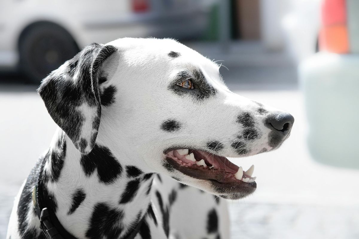 The Link Between Oral Health and Sensitive Stomach in Dogs