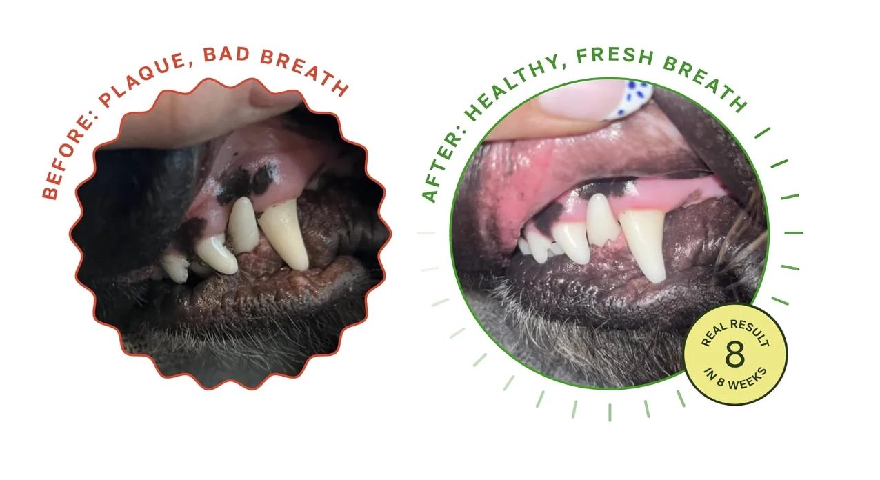 Before and after photos supplied by a Healthy Woof customer