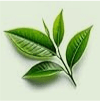 Decaffeinated green tea ingredient illustration