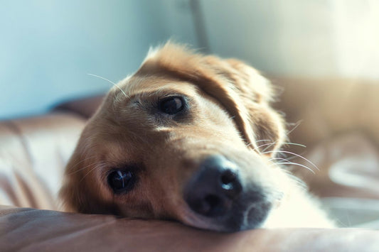 Golden retriever lying on the floor