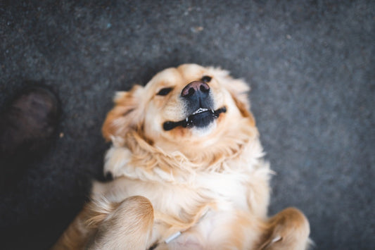 Adult cream golden retriever lying on the floor
