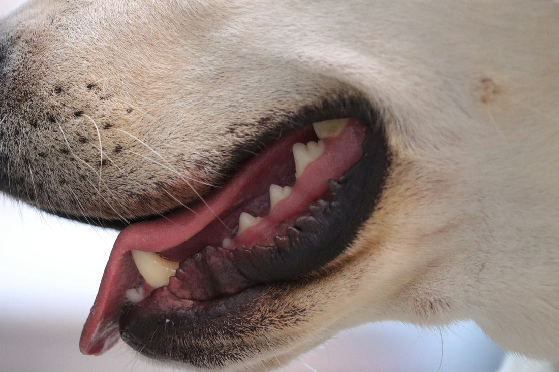 A close-up of a dog with its mouth open 