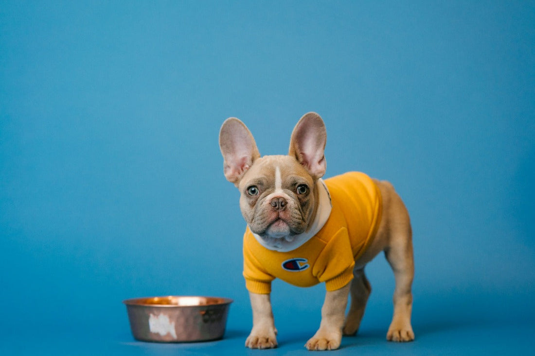 Brown French bulldog in a yellow shirt next to a ceramic mug
