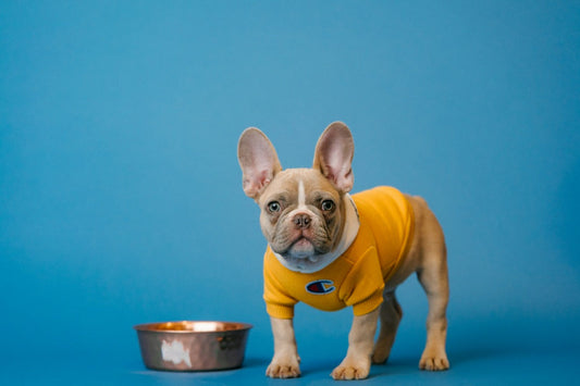 Brown French bulldog in a yellow shirt next to a ceramic mug