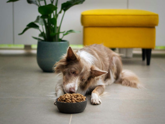How Food Texture Affects Your Dog’s Dental Health
