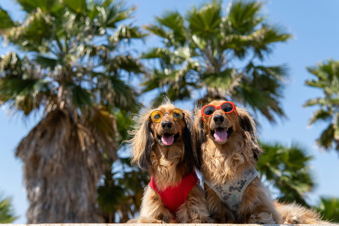 Two dogs wearing sunglasses and sitting happily under palm trees on a sunny day