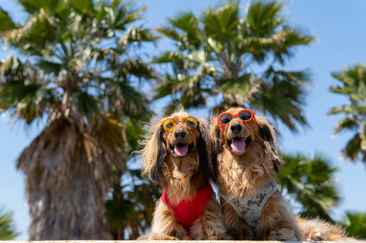 Two dogs wearing sunglasses and sitting happily under palm trees on a sunny day