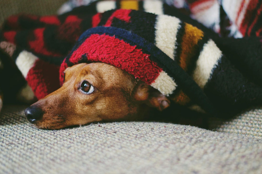 A sad dog under a plaid